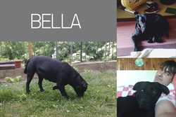 Kažu Bellini udomitelji: "Evo javljamo vam da nam je Bella uljepšala i upotpunila živote. Hvala na predivnom psu i najboljem prijatelju!"